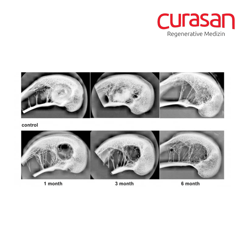 Curasan CERASORB Paste